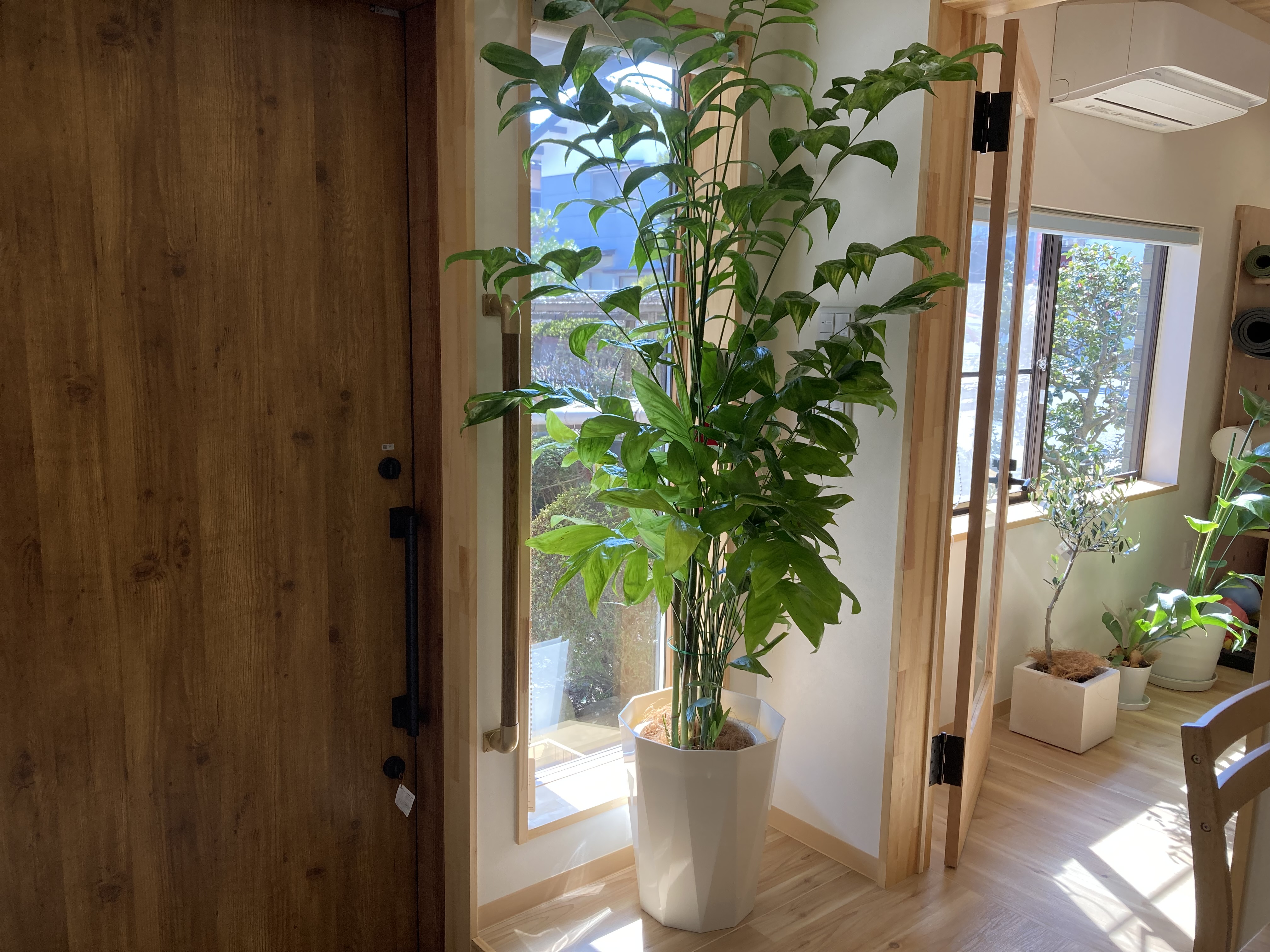 待合・観葉植物と自然光